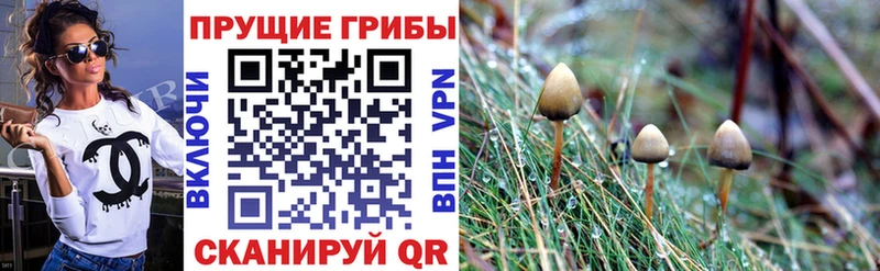 Галлюциногенные грибы Cubensis  MEGA tor  Елабуга 